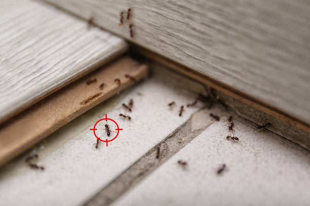 Best Commercial Pest Control Services  in Ely, MN