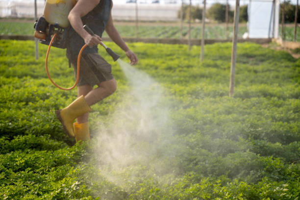 Best Mosquito Control Services  in Ely, MN