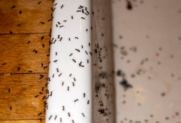Wildlife Control Services in Ely, MN