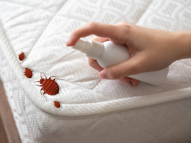 Best Best Pest Control Companies  in Ely, MN